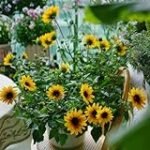 Die spirituelle Bedeutung von Sonnenblumen in Geburtstagssprüchen: Eine Analyse im Kontext der Religion und ihrer Produkte