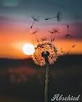 Die spirituelle Symbolik der Pusteblume im Wind: Eine Analyse religiöser Produkte im Sonnenuntergang