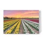 Die spirituelle Symbolik der Tulpenfelder von Neuss: Eine Analyse religiöser Produkte Die spirituelle Symbolik der Tulpenfelder von Neuss: Eine Analyse religiöser Produkte