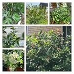 Der Glaube so klein wie ein Senfkorn: Eine Analyse des symbolischen Kaufs von Senfkörnern in religiösen Praktiken